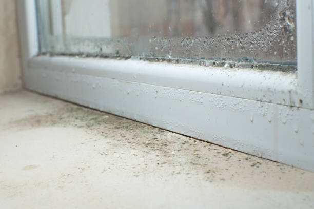 Why You Should Choose Our Mold Remediation Services in Winton, CA